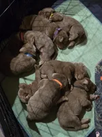 Hunter orange , a male Labrador Retriever for sale in Cle Elum, WA – Photo 3 of 3