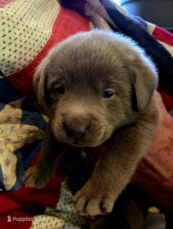 Hunter orange  – Labrador Retriever puppy for sale in Cle Elum, WA