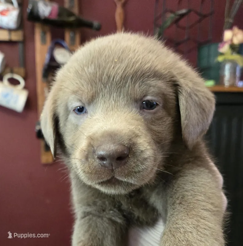 Hunter orange  – Labrador Retriever puppy for sale in Cle Elum, WA