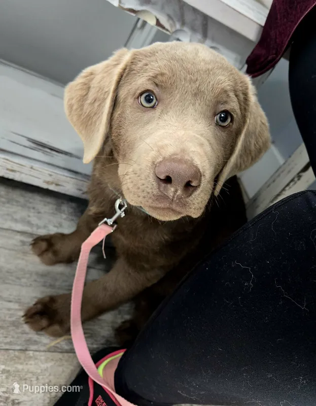 Daffy yellow – Labrador Retriever puppy for sale in Cle Elum, WA