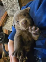 Purple Iris , a female Labrador Retriever for sale in Cle Elum, WA – Photo 3 of 3