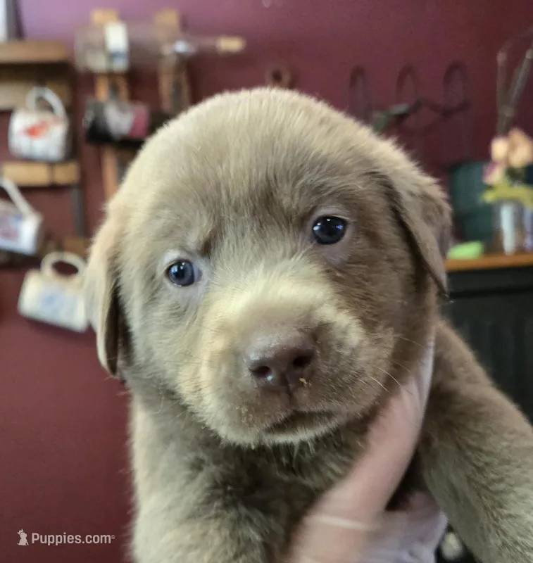 Purple Iris  – Labrador Retriever puppy for sale in Cle Elum, WA
