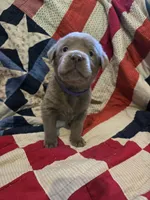 Purple Iris , a female Labrador Retriever for sale in Cle Elum, WA – Photo 2 of 3