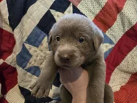 Purple Iris , a female Labrador Retriever for sale in Cle Elum, WA – Photo 1 of 3