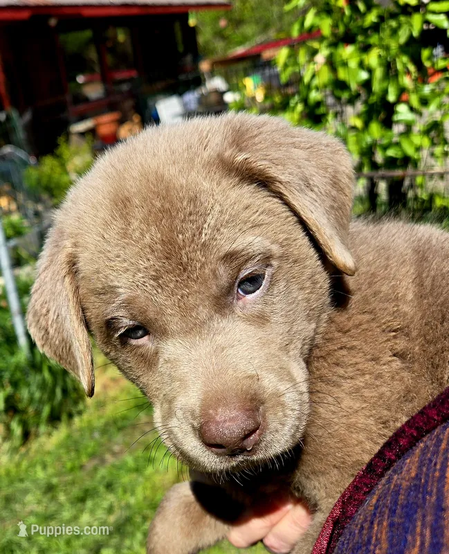 John Deere Green – Labrador Retriever puppy for sale in Cle Elum, WA