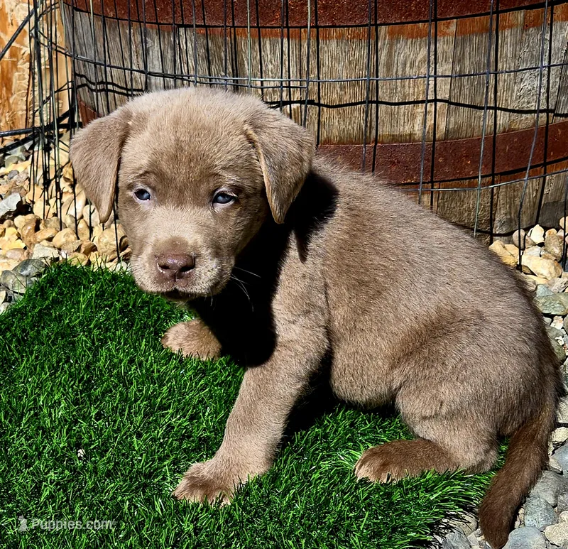 Daffy yellow – Labrador Retriever puppy for sale in Cle Elum, WA
