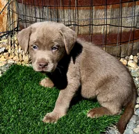 Daffy yellow, a female Labrador Retriever for sale in Cle Elum, WA – 2 of 5