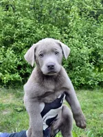 Clifford thr Red, a male Labrador Retriever for sale in Cle Elum, WA – 2 of 7