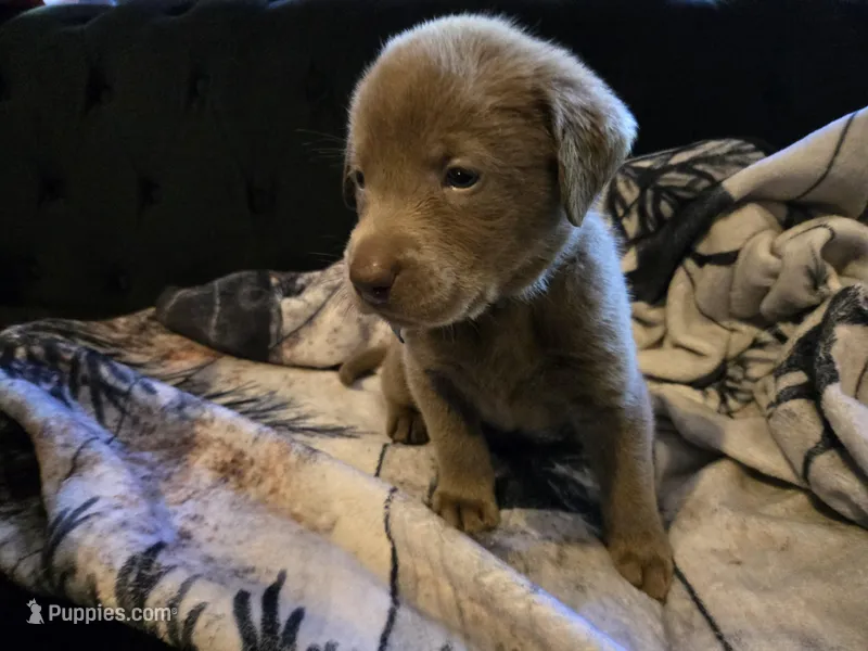 Blue Sky – Labrador Retriever puppy for sale in Cle Elum, WA