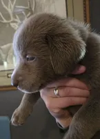 Blue Sky, a male Labrador Retriever for sale in Cle Elum, WA – Photo 2 of 2