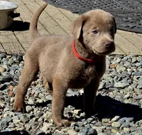 Clifford thr Red, a male Labrador Retriever for sale in Cle Elum, WA – 4 of 7
