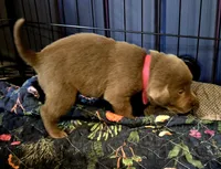 Duffy yellow, a female Labrador Retriever for sale in Cle Elum, WA – Photo 2 of 3