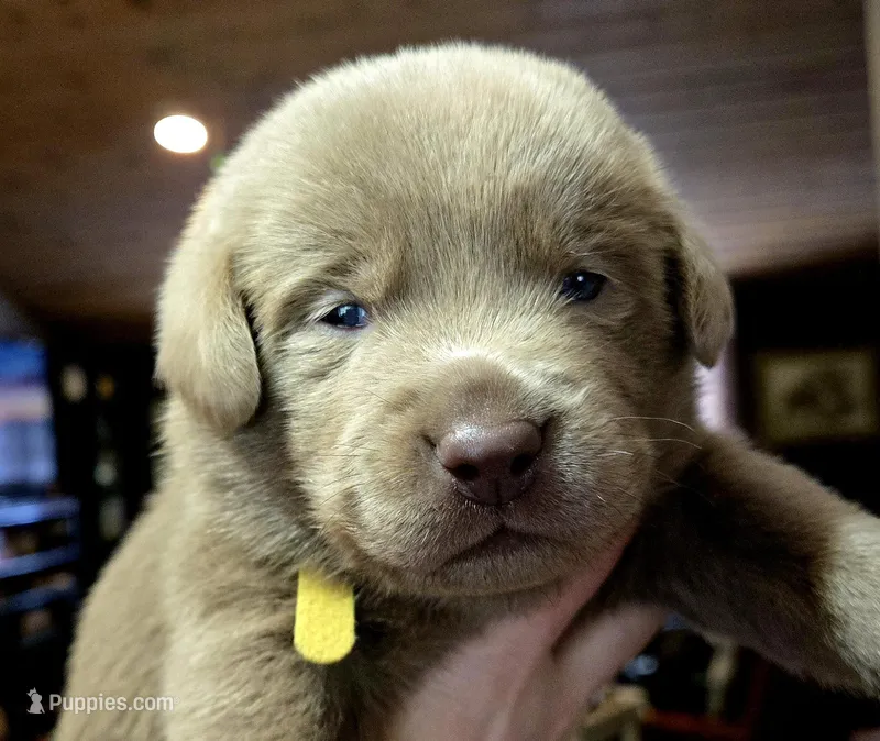 Duffy yellow – Labrador Retriever puppy for sale in Cle Elum, WA