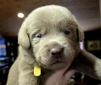 Duffy yellow, a female Labrador Retriever for sale in Cle Elum, WA – Photo 1 of 3