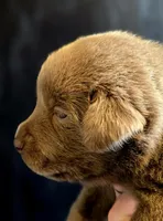 Duffy yellow, a female Labrador Retriever for sale in Cle Elum, WA – Photo 3 of 3