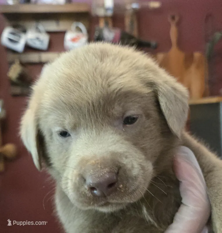 Daffy yellow – Labrador Retriever puppy for sale in Cle Elum, WA
