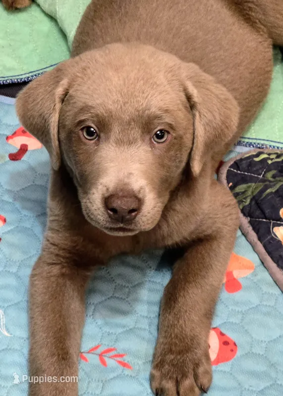 John Deere Green – Labrador Retriever puppy for sale in Cle Elum, WA