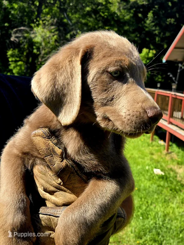 Hunter orange  – Labrador Retriever puppy for sale in Cle Elum, WA