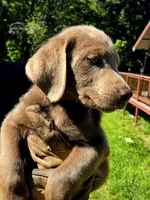 Hunter orange, a male Labrador Retriever for sale in Cle Elum, WA – 1 of 9