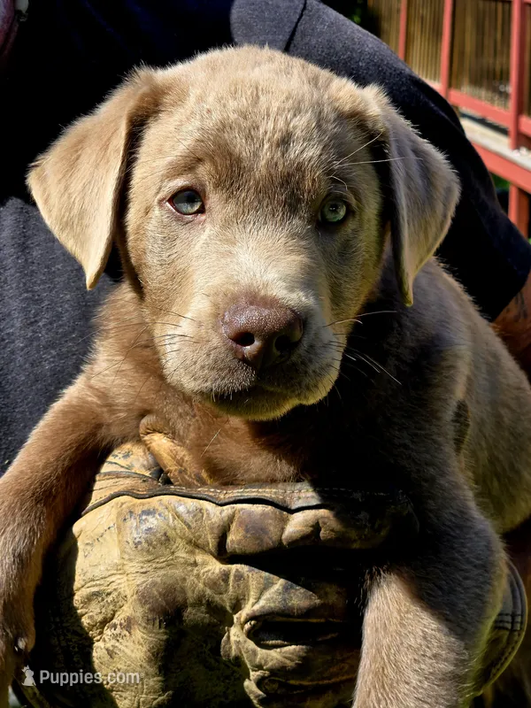 Clifford thr Red – Labrador Retriever puppy for sale in Cle Elum, WA