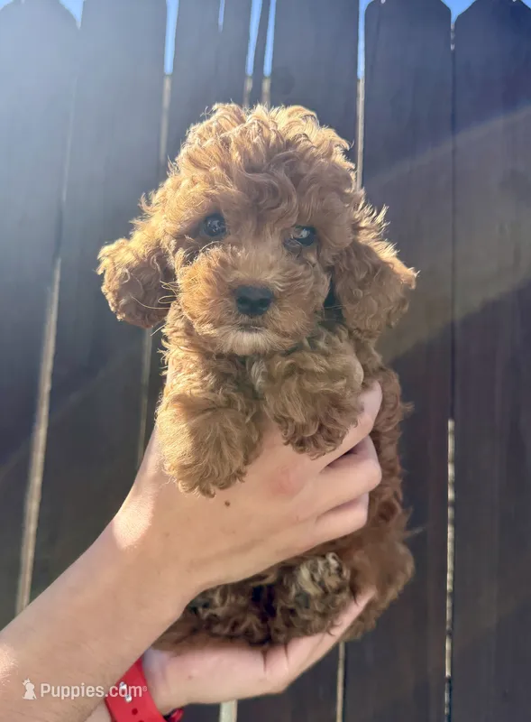 Archie – Goldendoodle puppy for sale in The Colony, TX