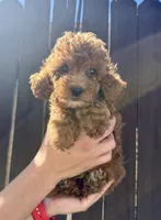 Archie, a male Goldendoodle for sale in The Colony, TX – 1 of 5