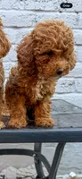 Archie, a male Goldendoodle for sale in The Colony, TX – 5 of 5