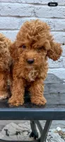 Archie, a male Goldendoodle for sale in The Colony, TX – 4 of 5