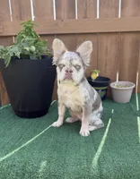 Cindy, a female French Bulldog for sale in The Colony, TX – 2 of 4