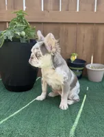 Cindy, a female French Bulldog for sale in The Colony, TX – 4 of 4