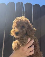 Archie, a male Goldendoodle for sale in The Colony, TX – 2 of 5