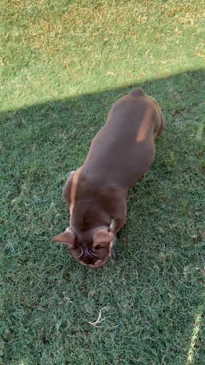 Rio, a male French Bulldog for sale in The Colony, TX – 3 of 3