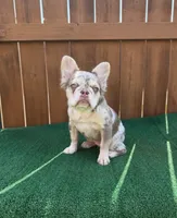 Cindy, a female French Bulldog for sale in The Colony, TX – 3 of 4
