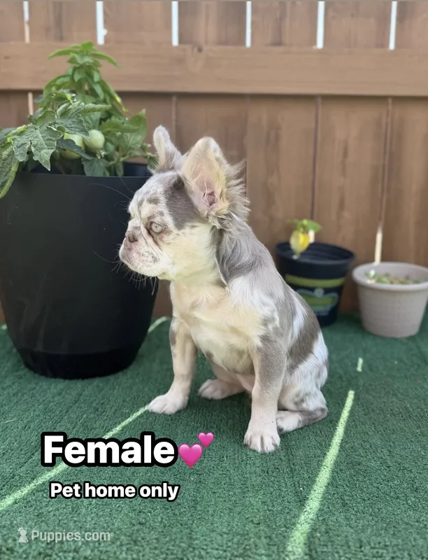 Cindy – French Bulldog puppy for sale in The Colony, TX