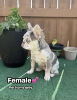 Cindy, a female French Bulldog for sale in The Colony, TX – 1 of 4