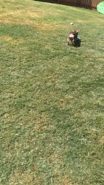 Rio, a male French Bulldog for sale in The Colony, TX – 2 of 3
