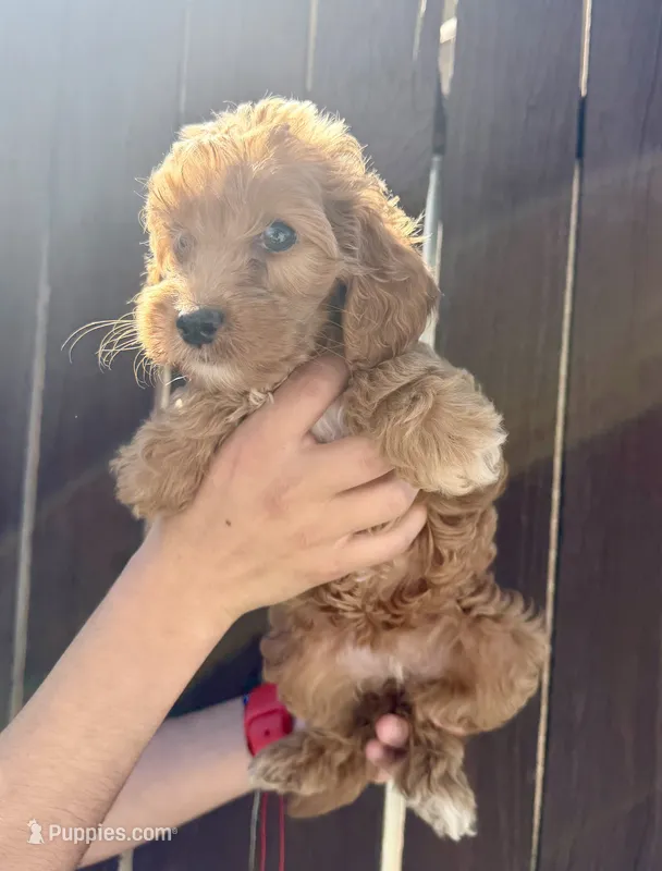 Bella – Goldendoodle puppy for sale in The Colony, TX