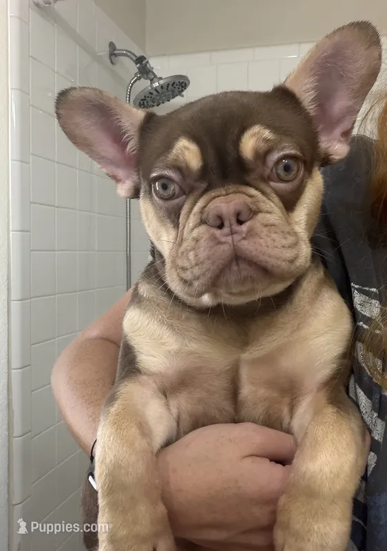 Rio – French Bulldog puppy for sale in The Colony, TX