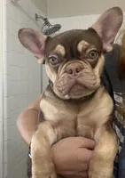 Rio, a male French Bulldog for sale in The Colony, TX – 1 of 3