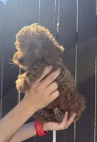 Archie, a male Goldendoodle for sale in The Colony, TX – 3 of 5
