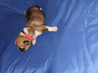 Red, a male Pembroke Welsh Corgi for sale in Montgomery Village, MD – 1 of 2
