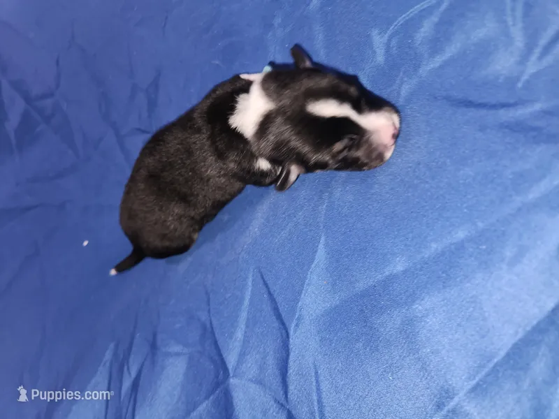 Blues – Pembroke Welsh Corgi puppy for sale in Montgomery Village, MD