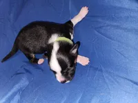 Green, a male Pembroke Welsh Corgi for sale in Montgomery Village, MD – 2 of 2