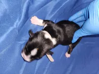 Grey, a male Pembroke Welsh Corgi for sale in Montgomery Village, MD – 2 of 2