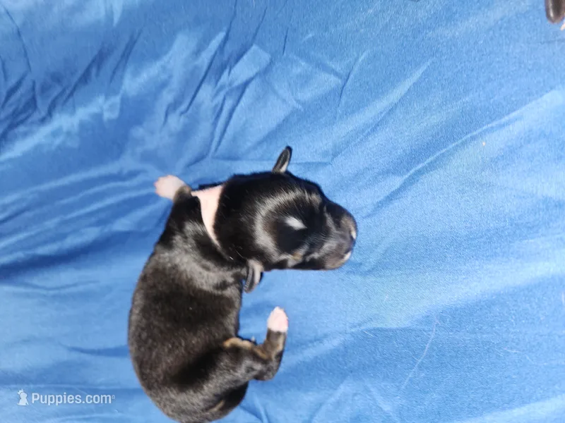 Pink – Pembroke Welsh Corgi puppy for sale in Montgomery Village, MD