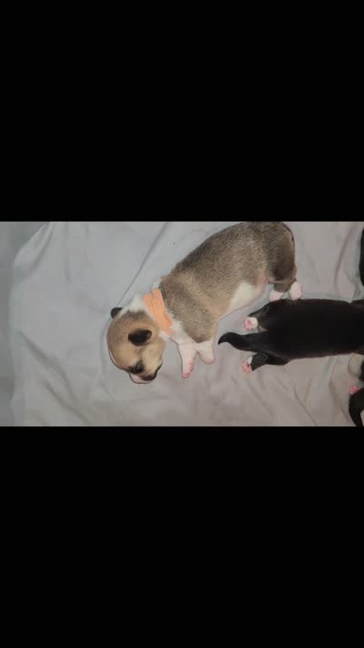 Yellow, a female Pembroke Welsh Corgi for sale in Montgomery Village, MD – 5 of 5