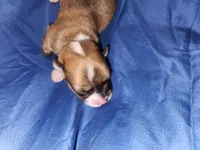 Yellow, a female Pembroke Welsh Corgi for sale in Montgomery Village, MD – 4 of 5