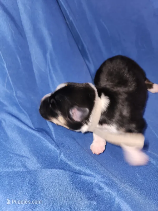 Grey – Pembroke Welsh Corgi puppy for sale in Montgomery Village, MD