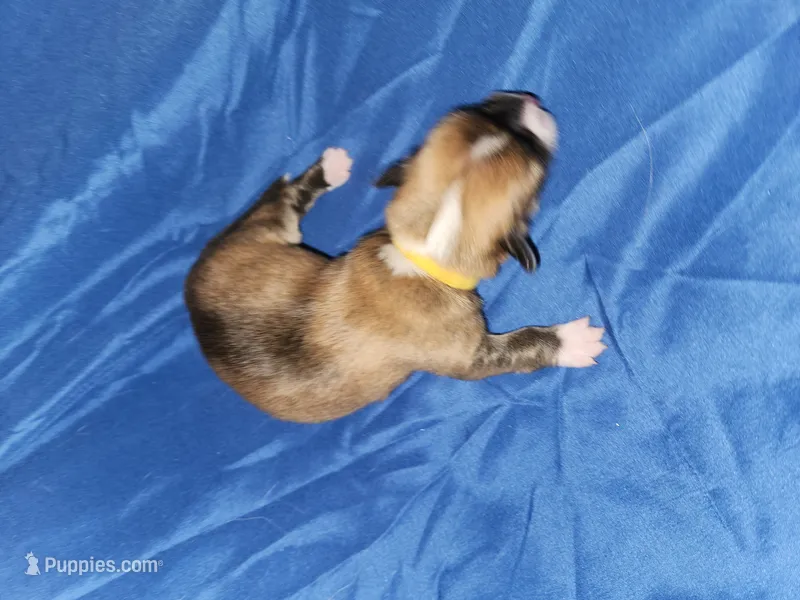 Yellow – Pembroke Welsh Corgi puppy for sale in Montgomery Village, MD