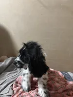 Lucky, a male Cocker Spaniel for sale in Tallahassee, FL – Photo 2 of 4